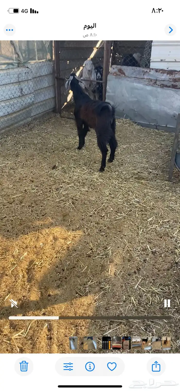 للبيع تيس عارضي 1