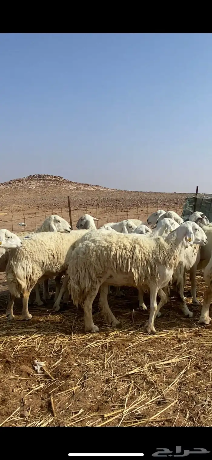 غنم مقاني حريات حرش 27