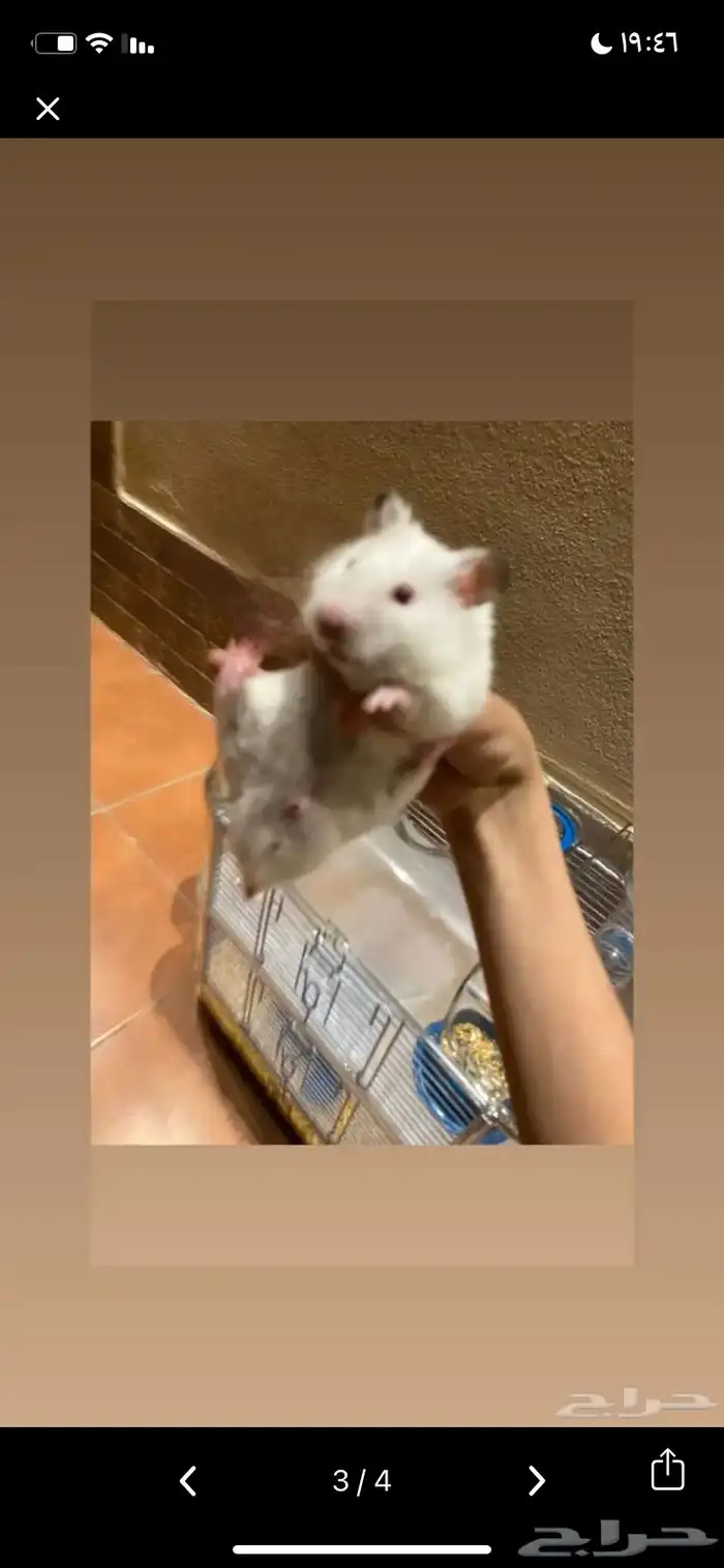 اعرض لكم همستر سوري لتبني ببلاش صحي شرط 0