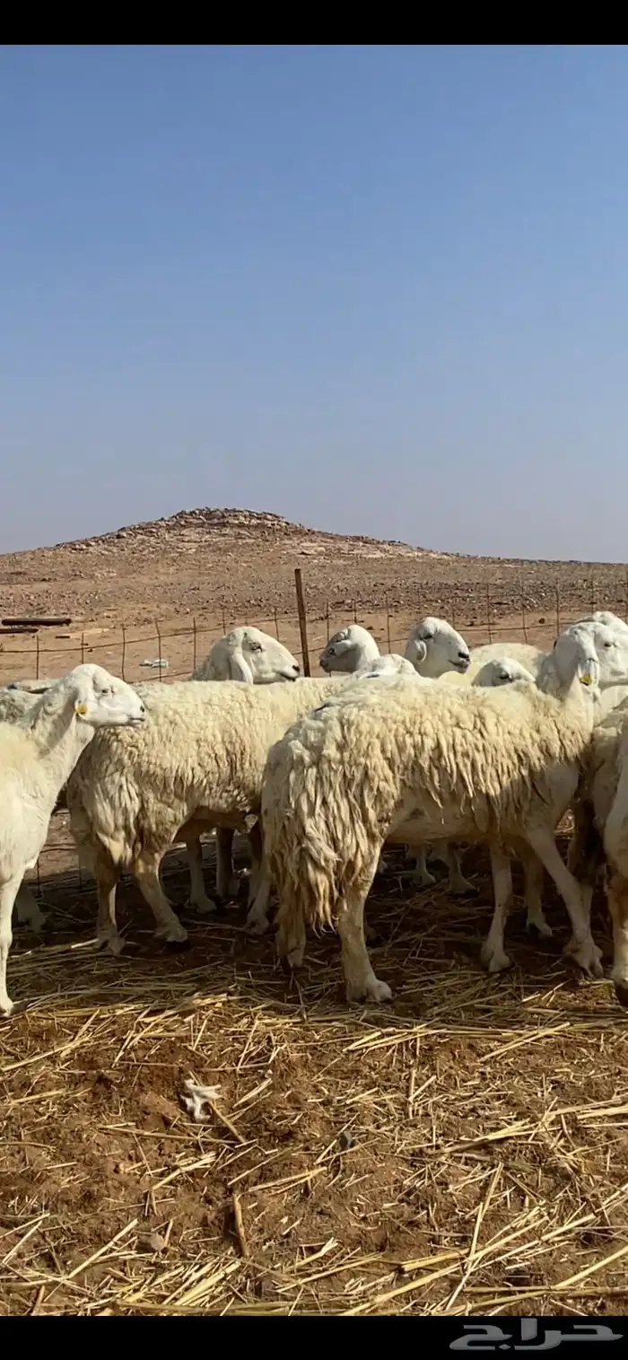 غنم مقاني حريات حرش 14