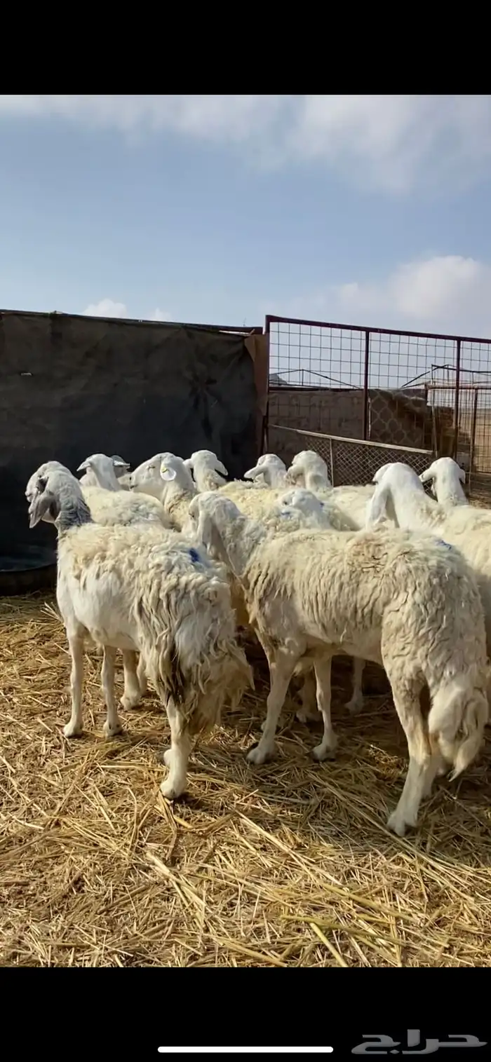 غنم مقاني حريات حرش 19