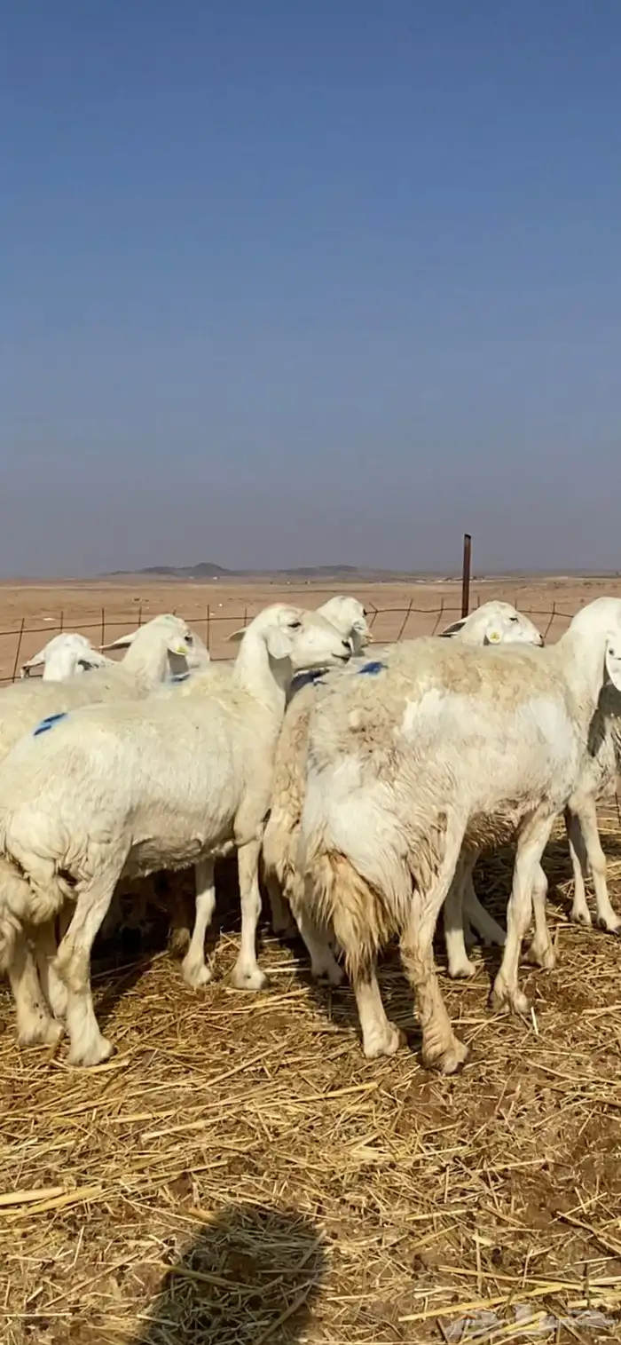 غنم مقاني حريات حرش 8