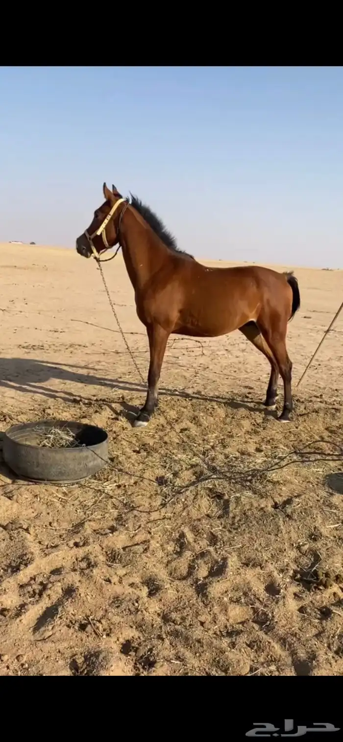 خيل للبيع لا يجي الا الصامل 0
