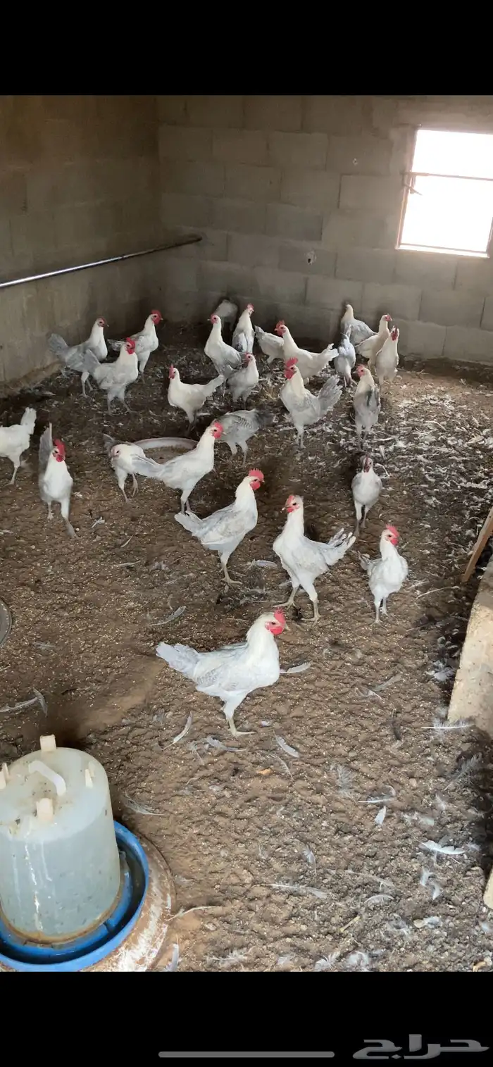 للبيع ديكه 1