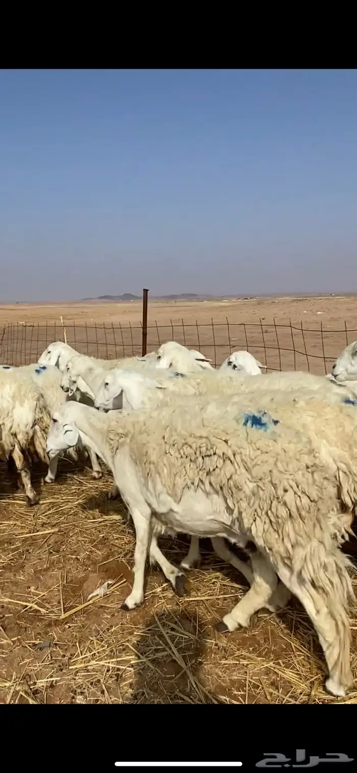 غنم مقاني حريات حرش 21