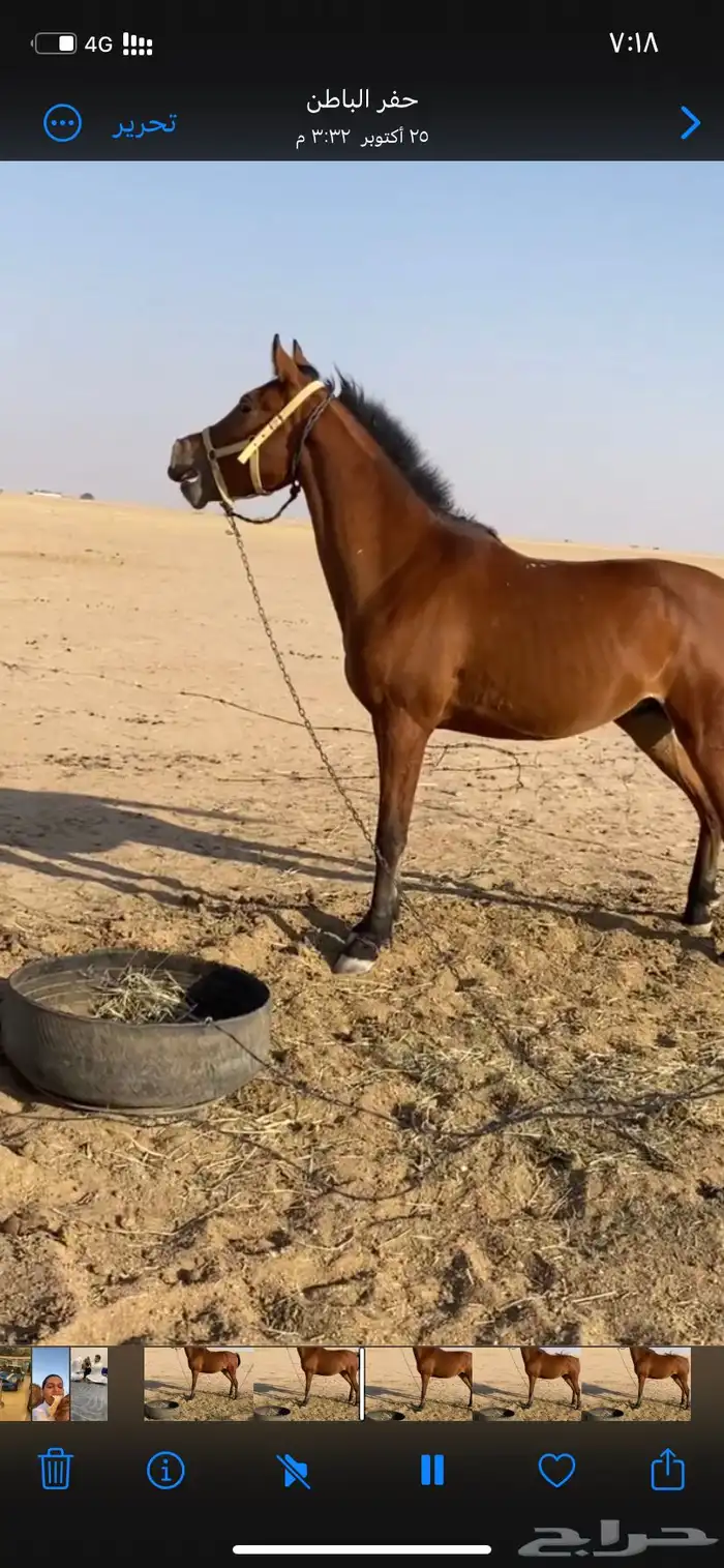 خيل للبيع لا يجي الا الصامل 2