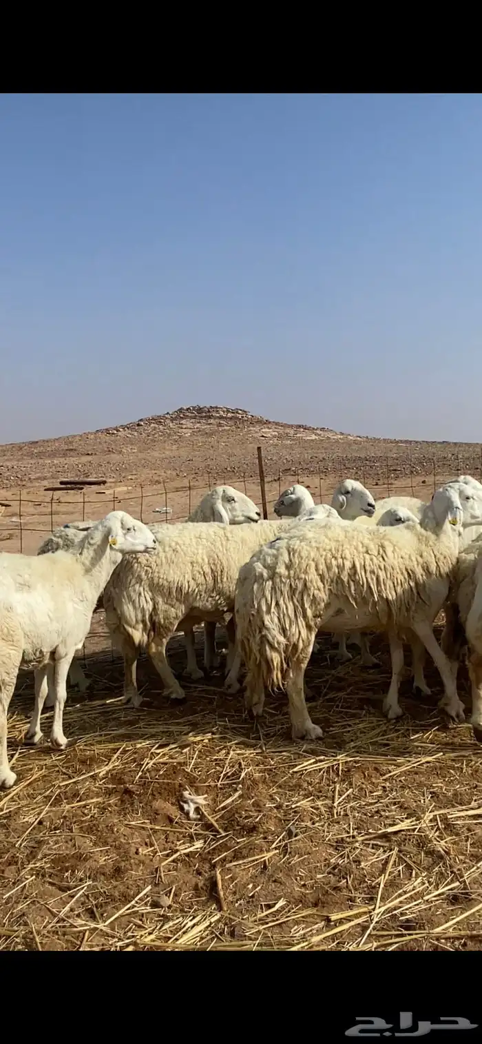 غنم مقاني حريات حرش 22