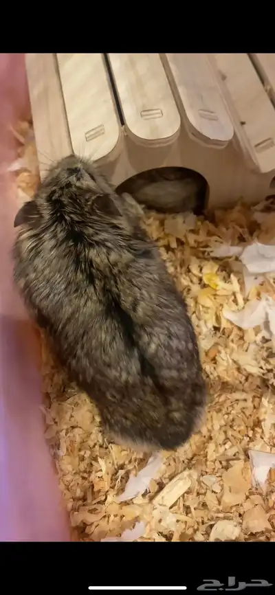 هامسترين روسيين index