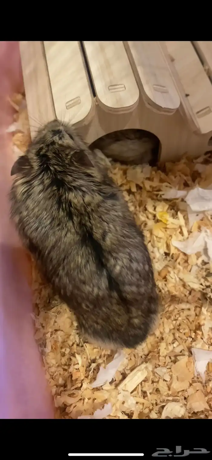 هامسترين روسيين 0