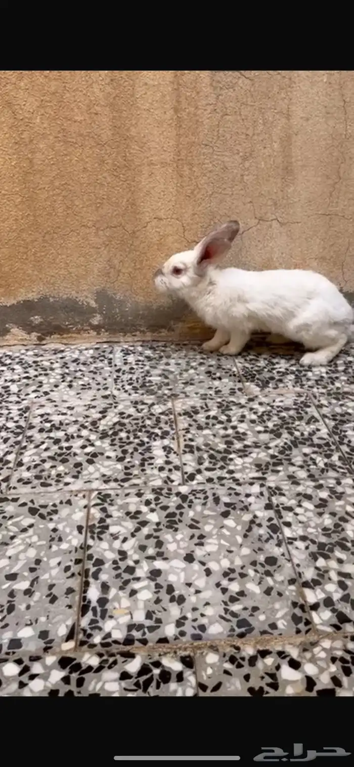 ذكور ارانب العدد 2 0
