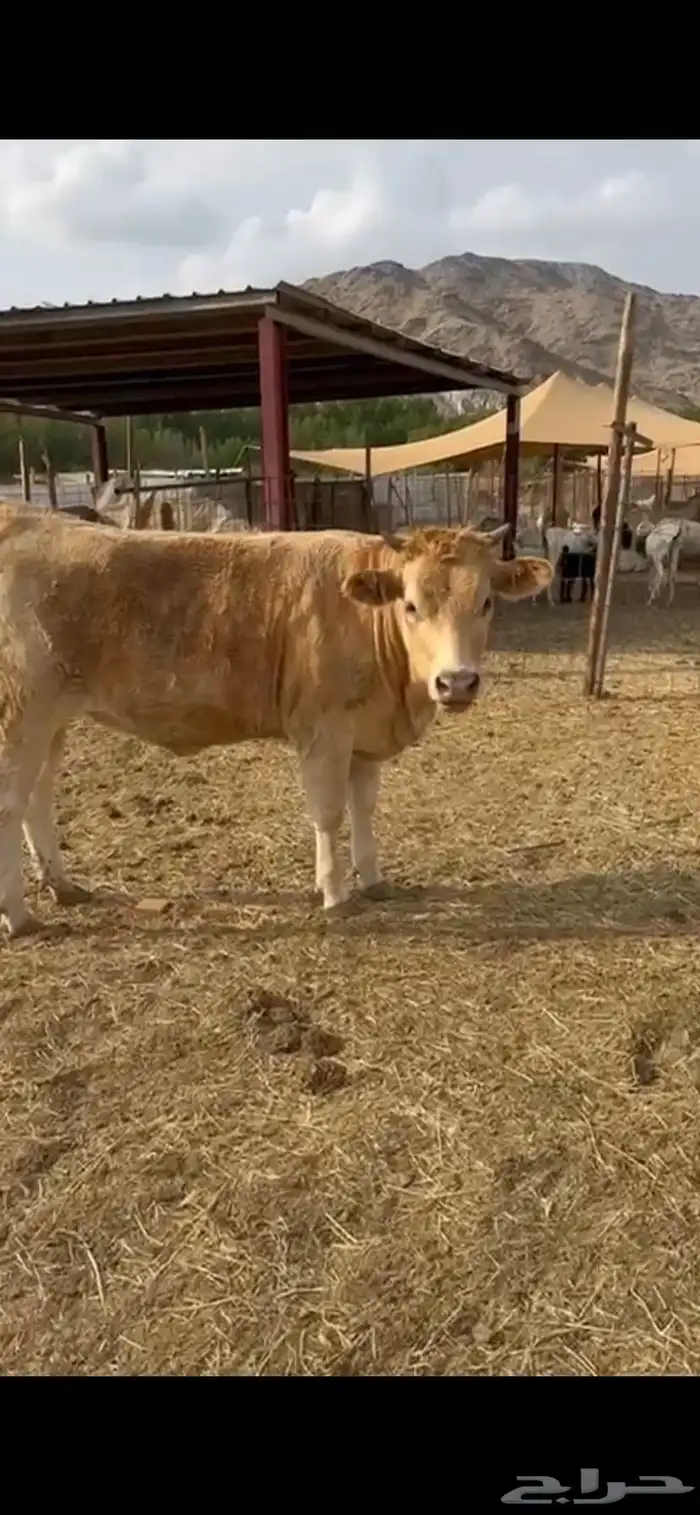 بقر الماني لي البيع على السوم 1