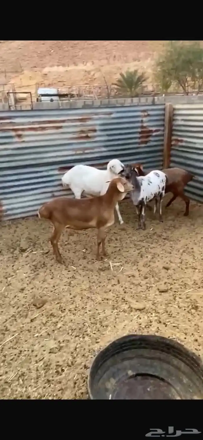 شياة برابر بفحلها 3