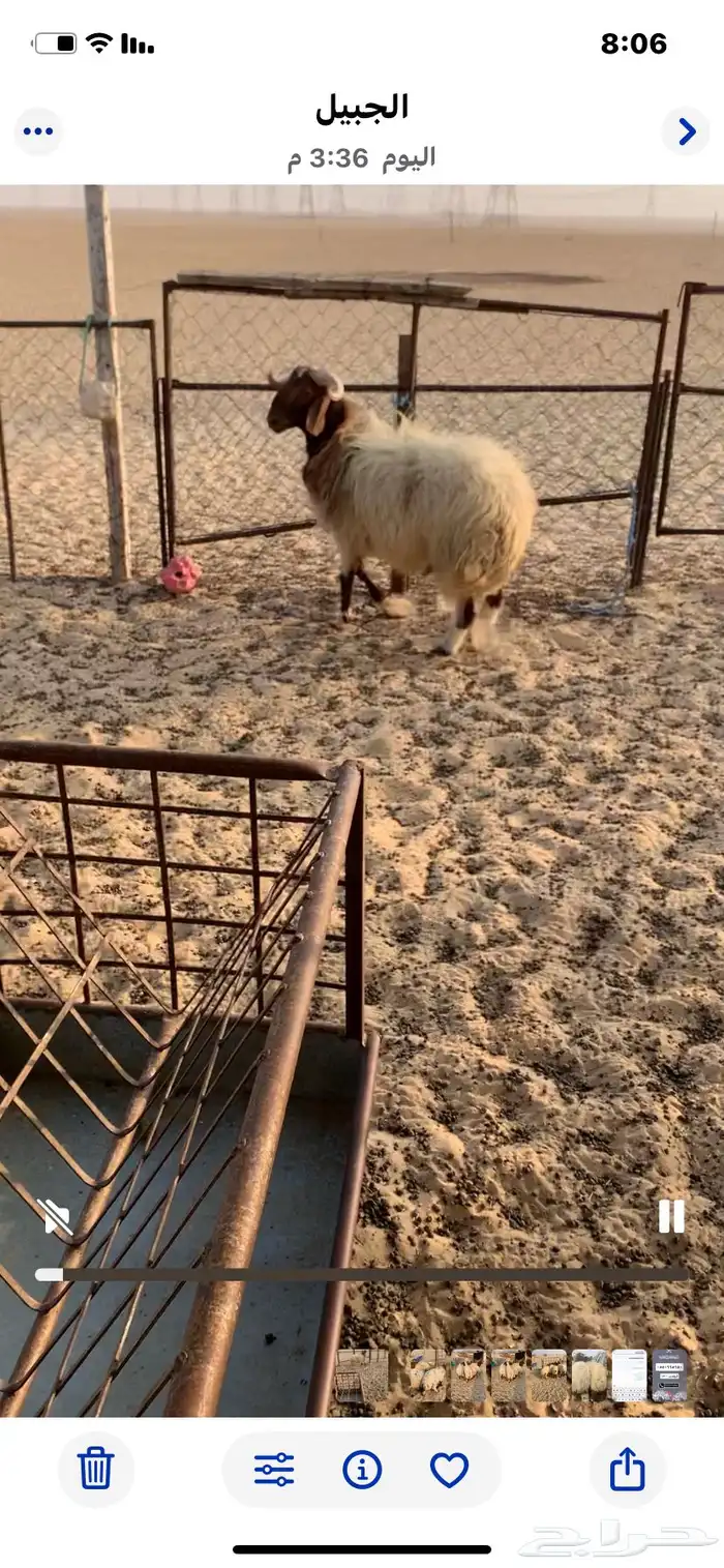 خروف جذع. فل 0