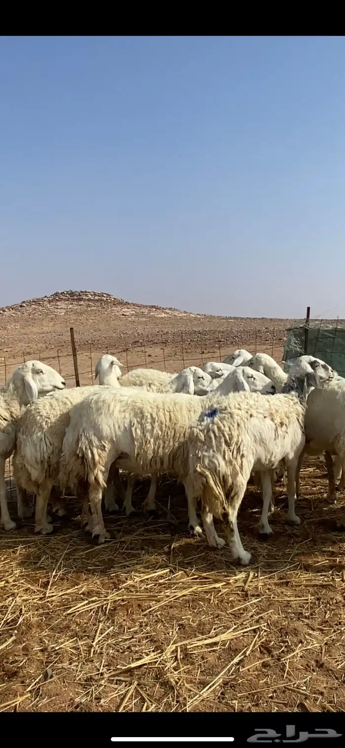 غنم مقاني حريات حرش 20