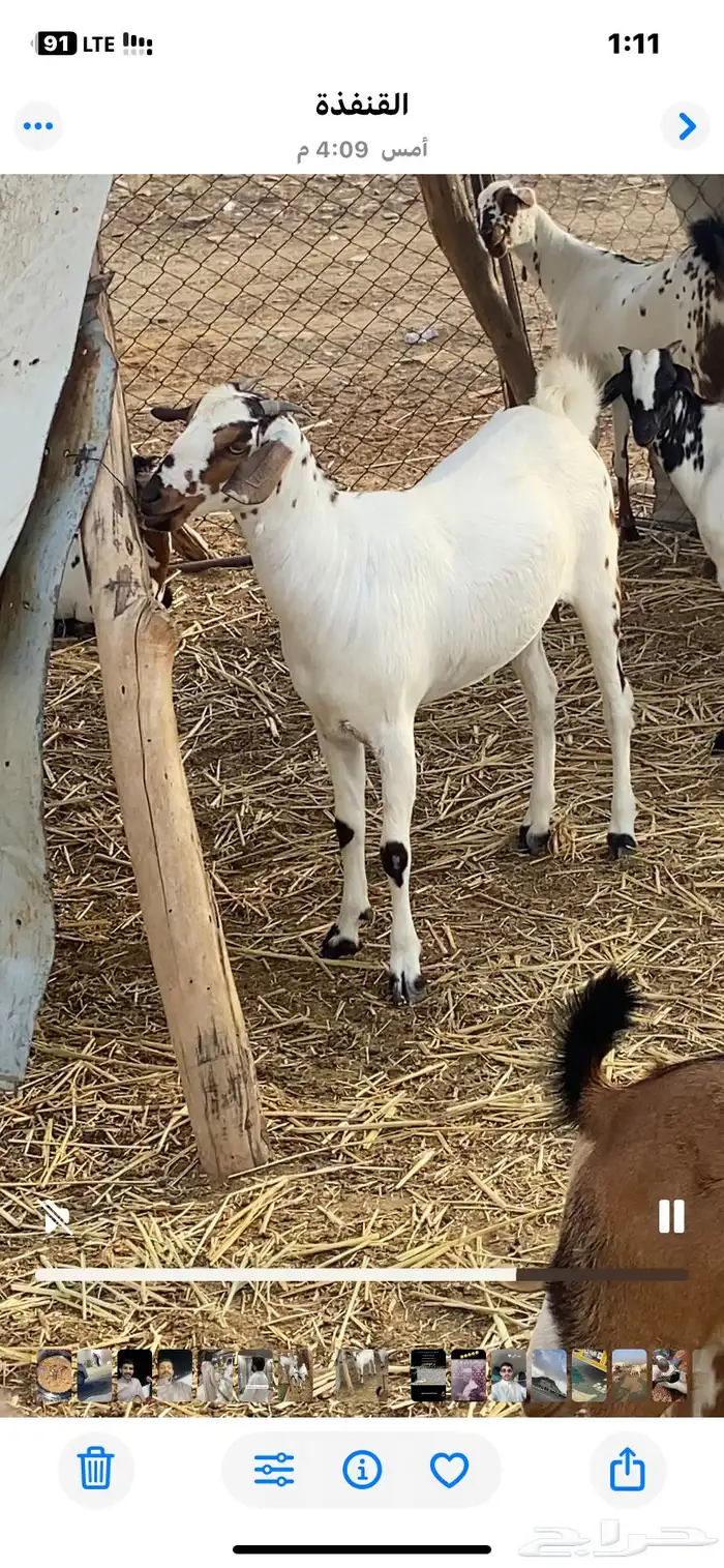 جفرة للبيع 0