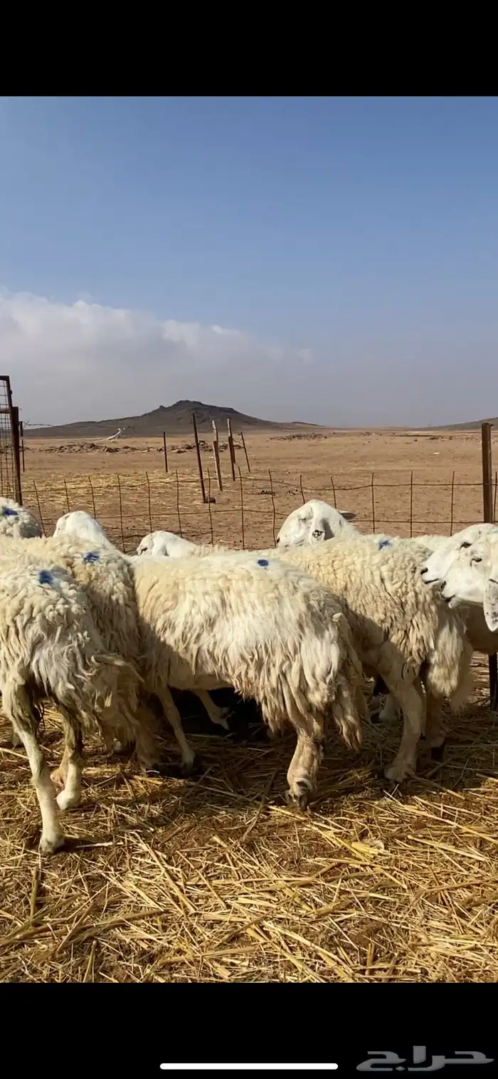 غنم مقاني حريات حرش 23