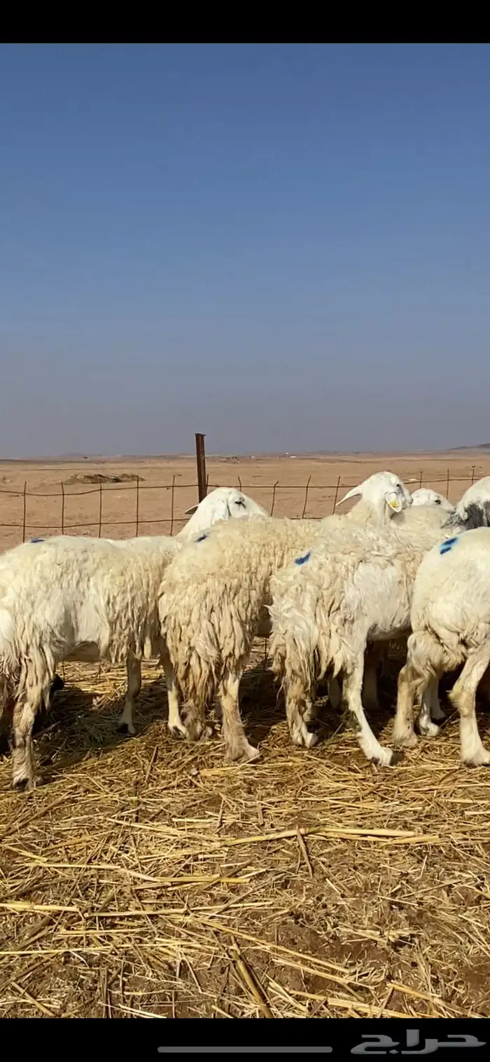 غنم مقاني حريات حرش 10