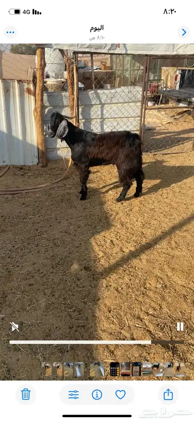 للبيع تيس عارضي index