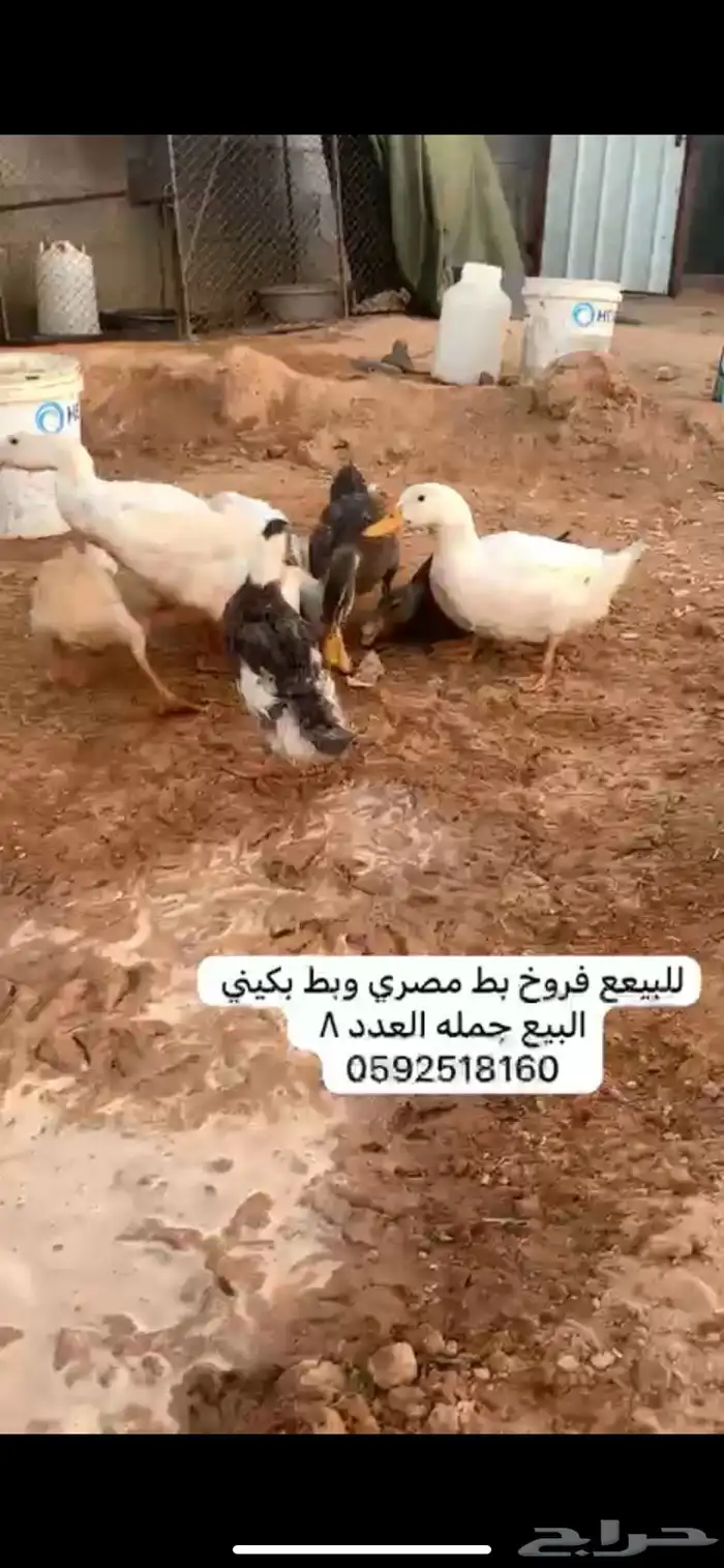 بط بكييني وبط مصري للبيع 0