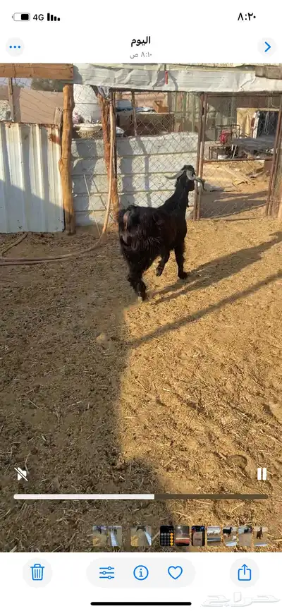 للبيع تيس عارضي index