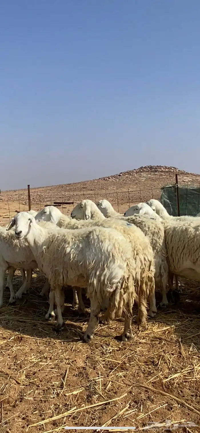 غنم مقاني حريات حرش 6