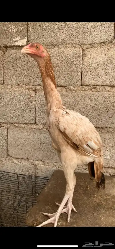 فروخ شامو index