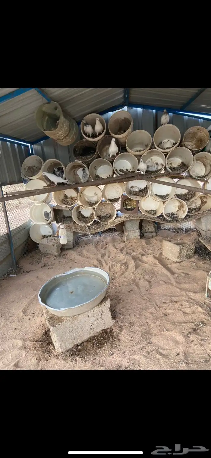 حمام فرنسي 2