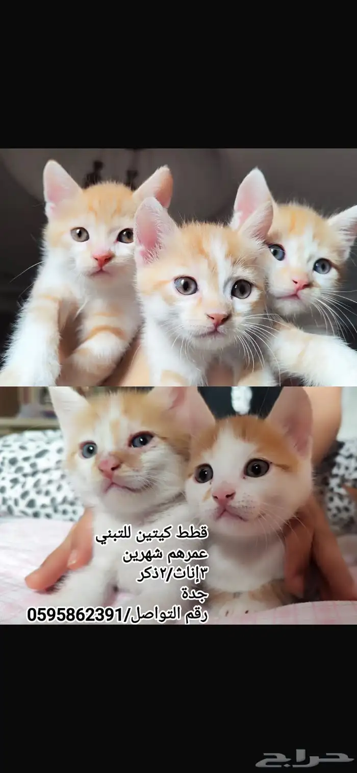 قطط لتبني 0
