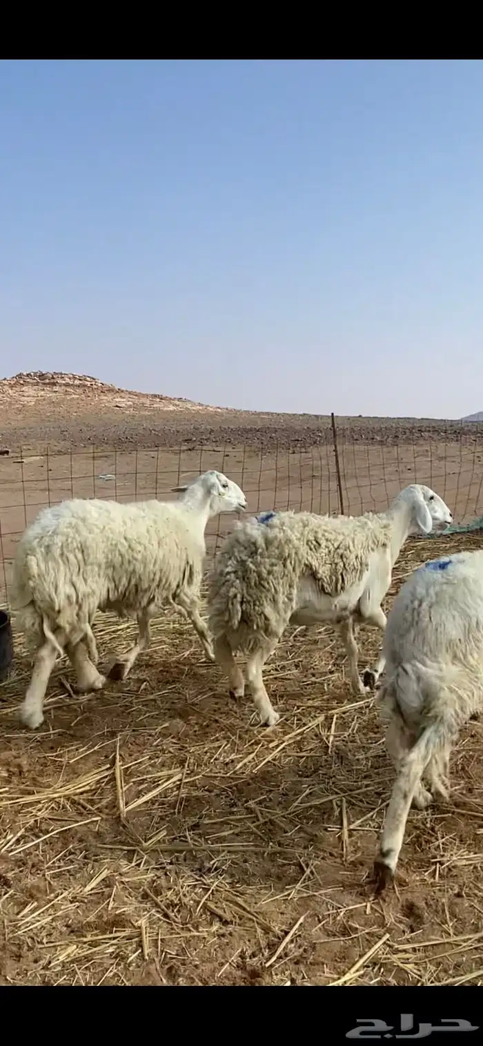 غنم مقاني حريات حرش 12