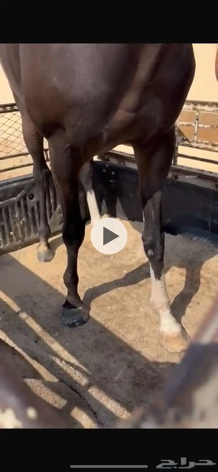 حصان انقليزي طيب جدا 2