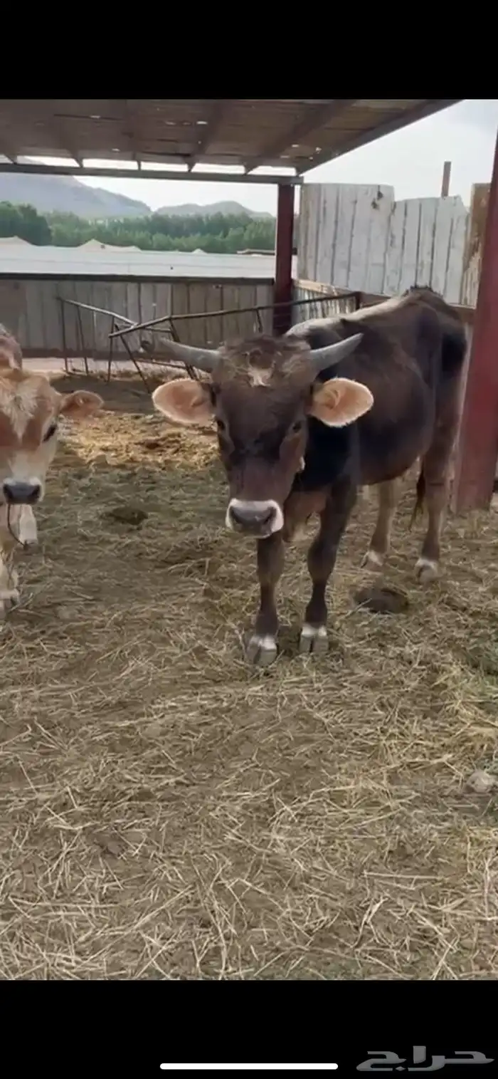 بقر الماني لي البيع على السوم 0