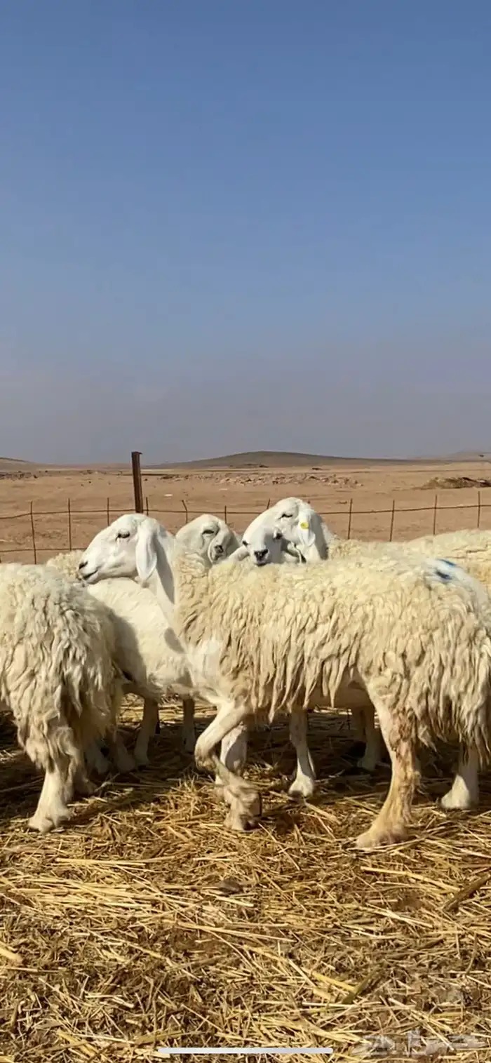 غنم مقاني حريات حرش 0