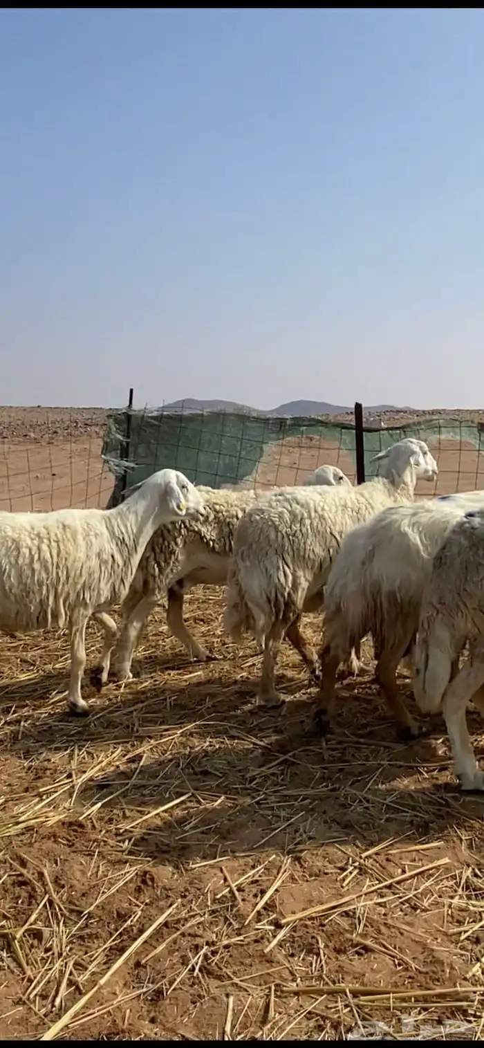 غنم مقاني حريات حرش 18