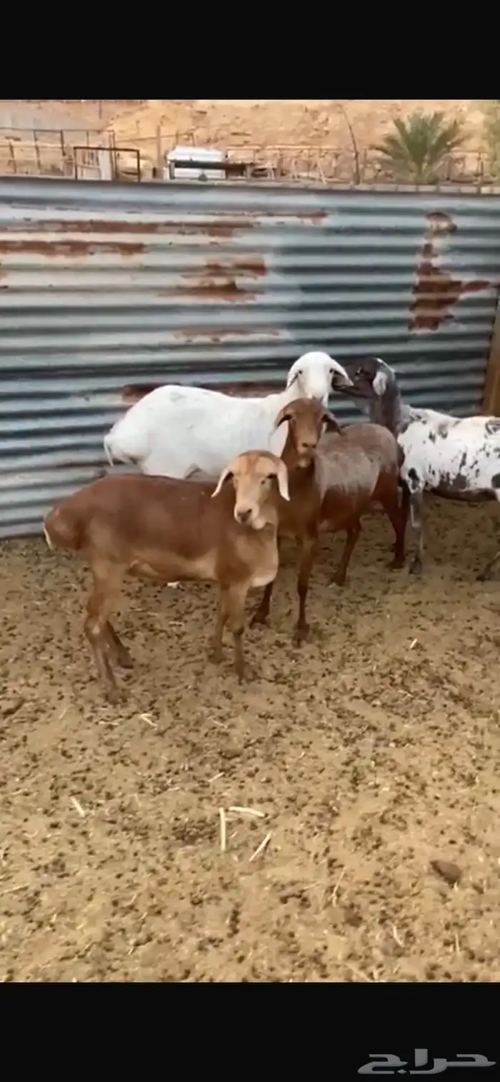 شياة برابر بفحلها 0