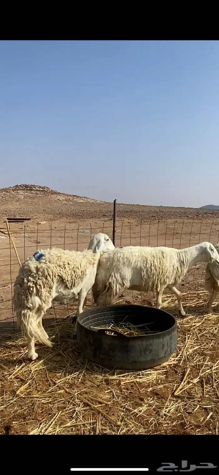 غنم مقاني حريات حرش 16