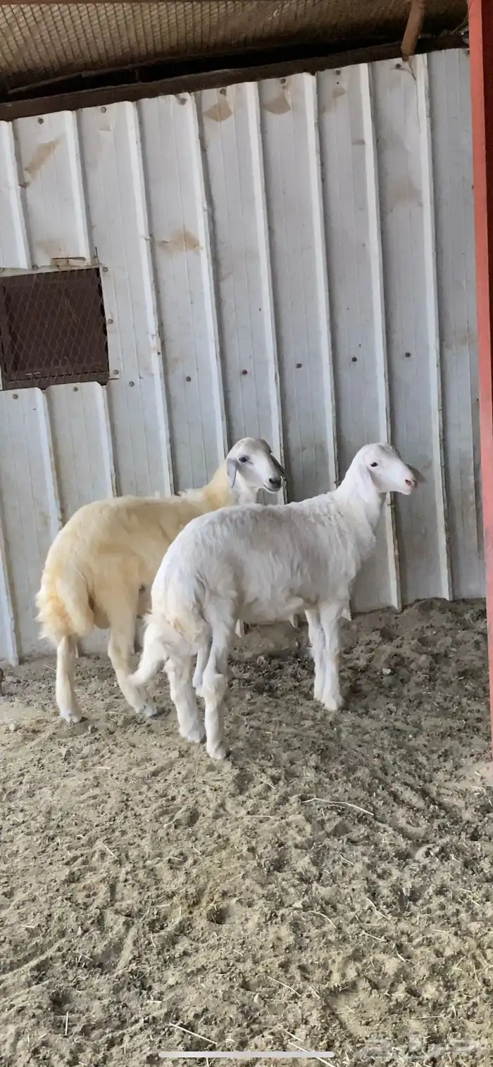 طليان شحم واطراف 0