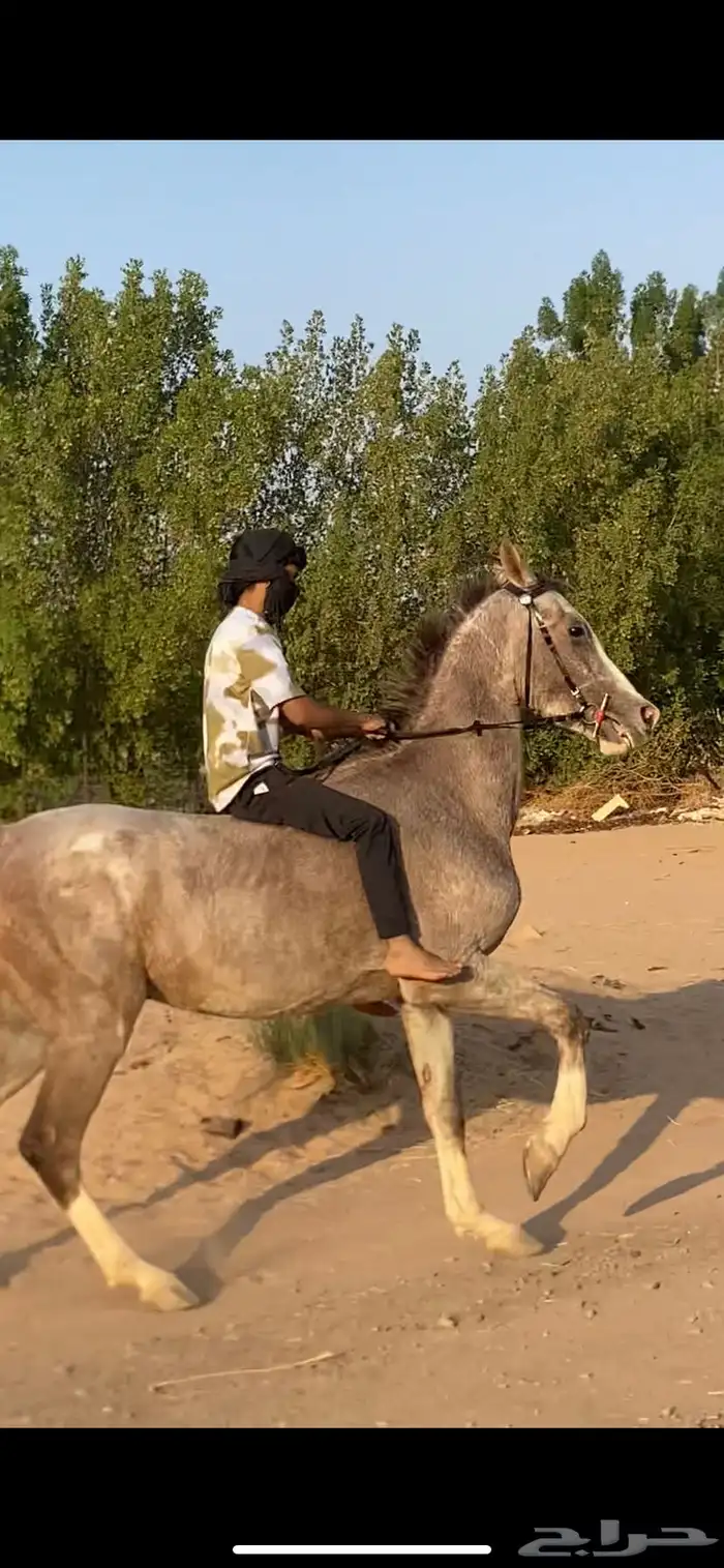 خيل شعبي حار 0