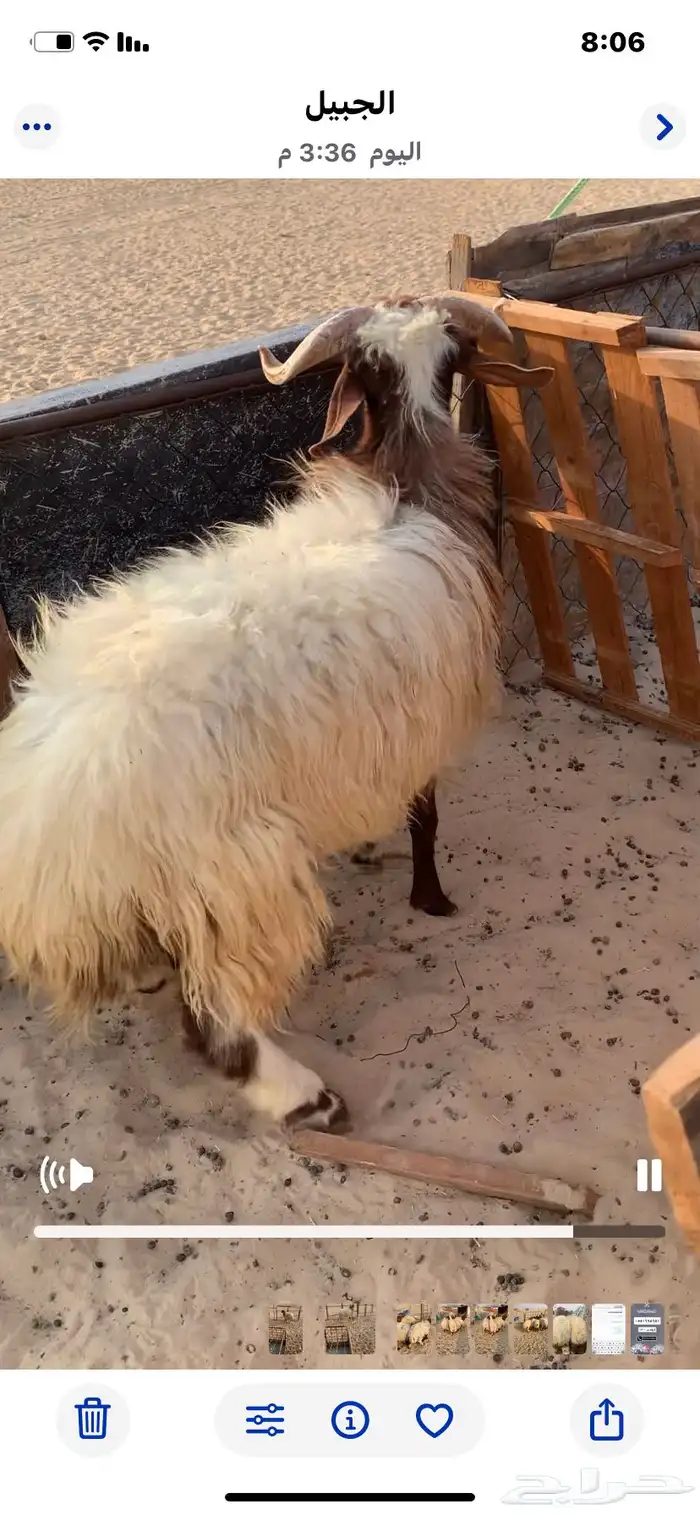 خروف جذع. فل 1