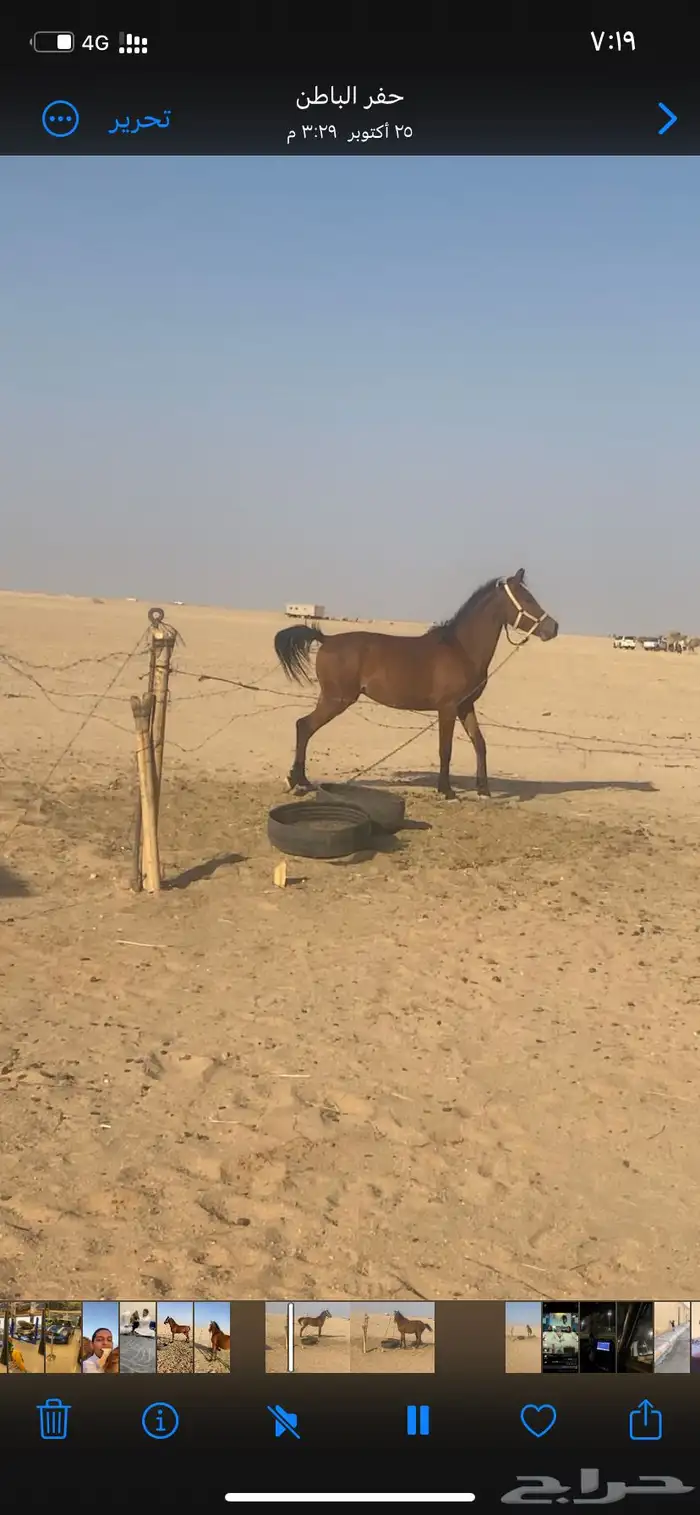خيل للبيع لا يجي الا الصامل 1