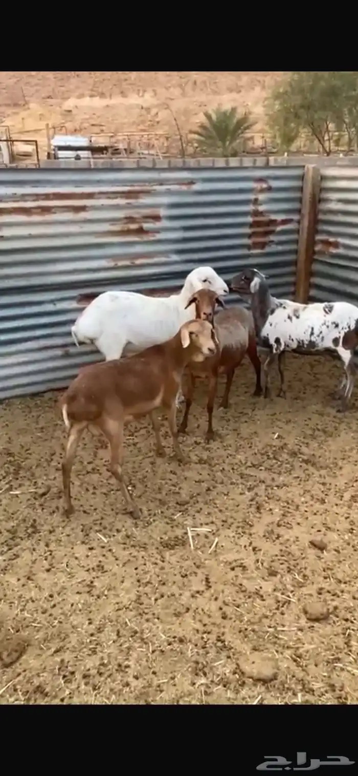 شياة برابر بفحلها 2