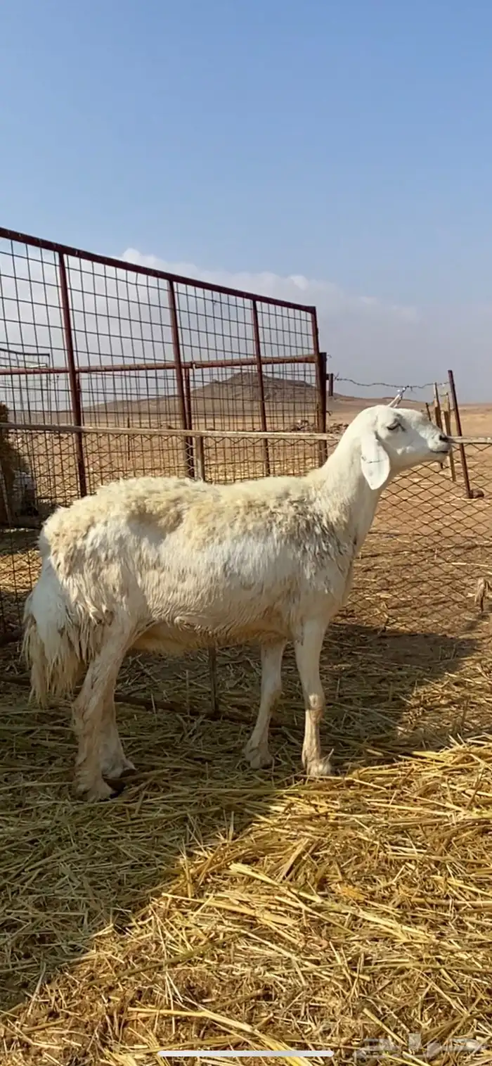 غنم مقاني حريات حرش 1