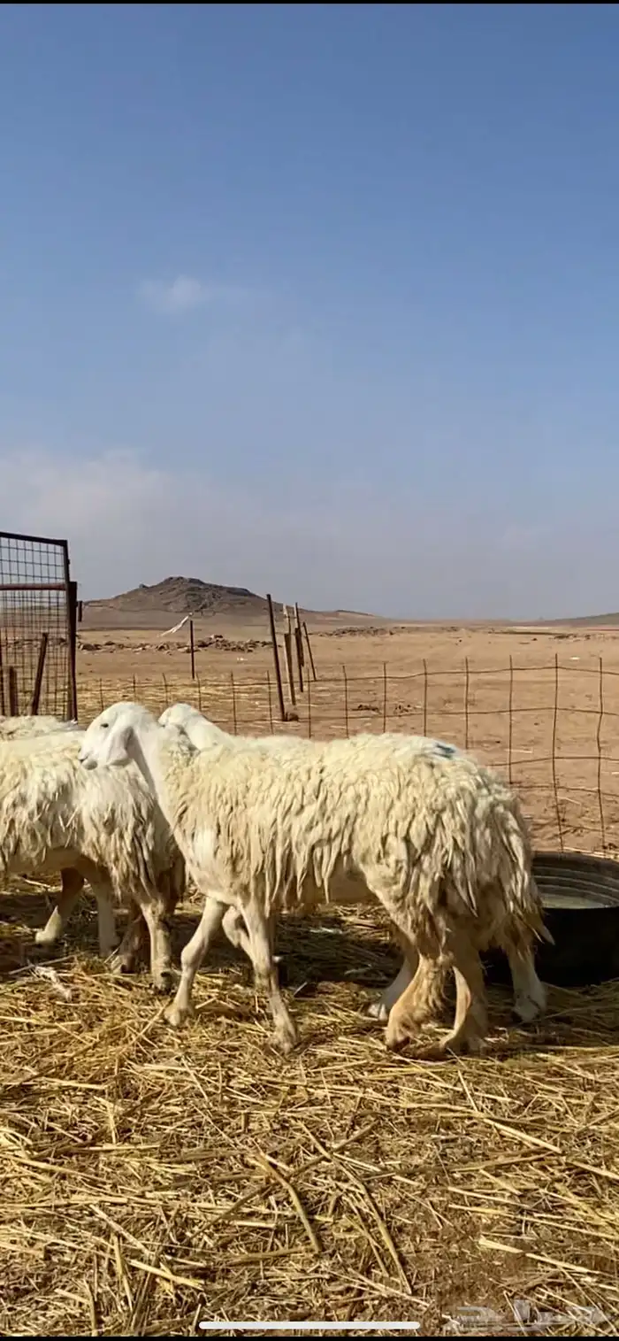 غنم مقاني حريات حرش 5