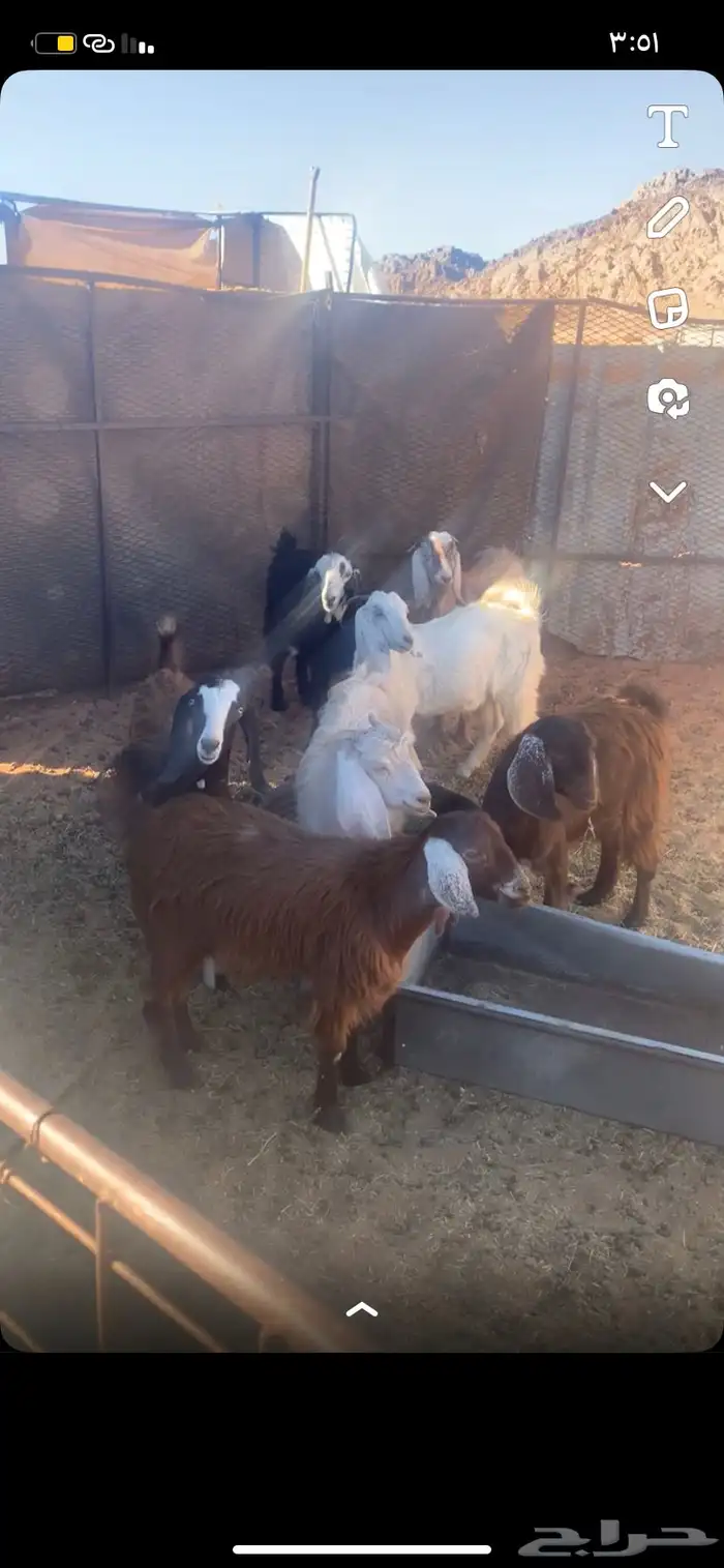 للبيع اجفار 0