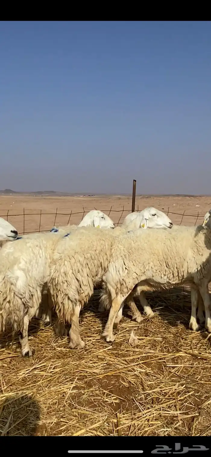 غنم مقاني حريات حرش 9