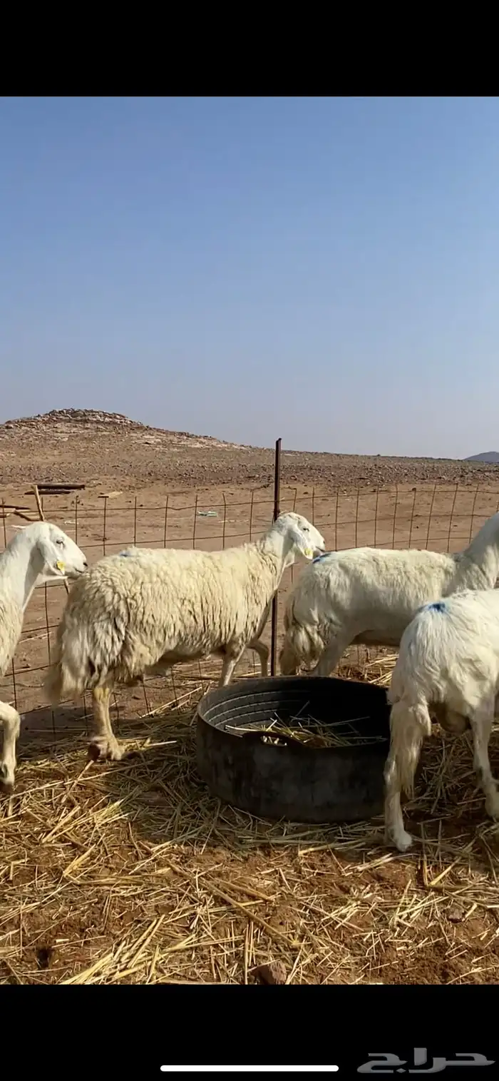 غنم مقاني حريات حرش 15