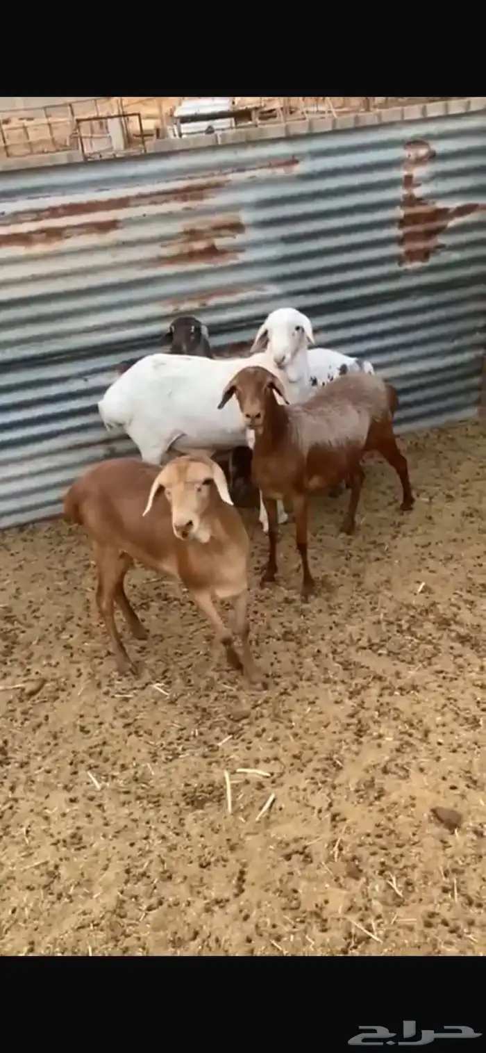 شياة برابر بفحلها 4