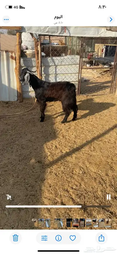 للبيع تيس عارضي index