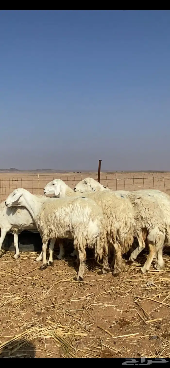 غنم مقاني حريات حرش 2