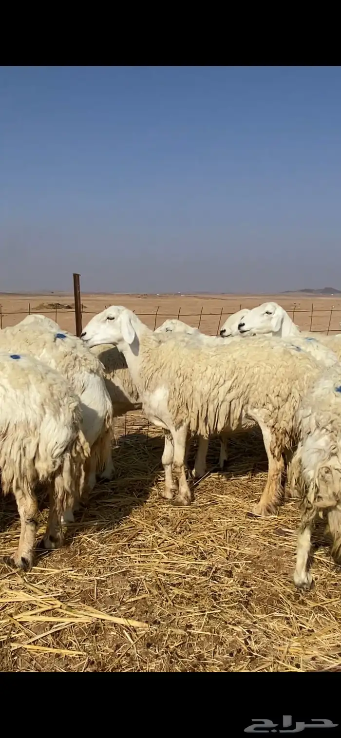 غنم مقاني حريات حرش 4