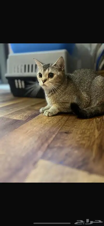 قطه سكوتش ستريت. للتبني للي يخاف الله فيها 0